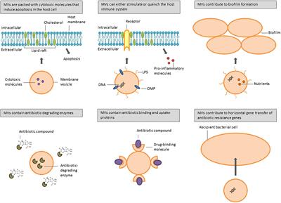 The Contribution of Membrane Vesicles to Bacterial Pathogenicity in Cystic Fibrosis Infections and Healthcare Associated Pneumonia